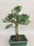 Bonsai buxus harlandi