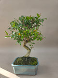 Bonsai Punica Granatum Nejikan