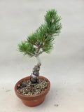Bonsai Pinus parviflora
