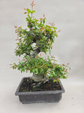 Bonsai punica granatum nejikan