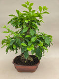 Bonsai duranta erecta