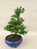Bonsai chamaecyparis