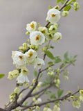 Halesia Schneebeere