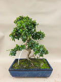 Bonsai carmona