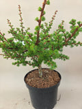 Bonsai-Ausgangsmaterial Lärche Bohlik
