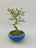 Bonsai Premna japonica Shohin