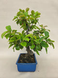 Bonsai Cheanomelis Shohin