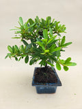 Bonsai Vuurdoorn oranje bes