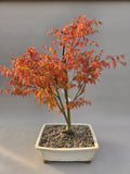 Bonsai Acer palmatum Katsura