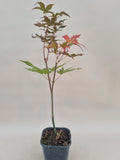 acer palmatum mila
