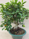 Bonsaï Malus evereste