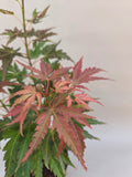 acer palmatum fire flame