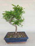 Bonsai Zanthoxylum