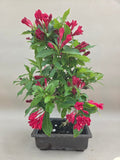 Bonsai Weigelie