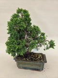 Bonsai Juniperus chinensis