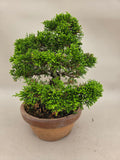 Bonsaï Juniperus chinensis itoigawa shohin