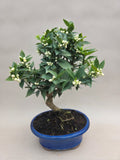 Bonsai Citrus myrtifolia Mandarinenbaum