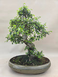 Bonsai Ulmus Parvifolia