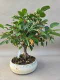 Bonsai Malus evereste
