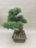 Bonsai Pinus parviflora