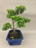 Bonsaï Ilex crenata