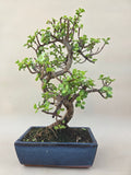 Bonsai Portulacaria