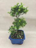 Bonsaï Ilex crenata