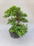Bonsai Juniperus procumbens nana