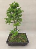 Bonsai Lärche decidua