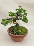 Bonsai Juniperus chinensis itoigawa