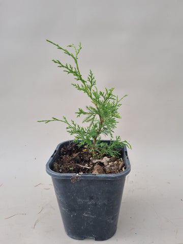 Bonsai start materiaal Juniperus chinensis itoigawa