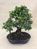 Bonsai Feuerdorn orange Beere