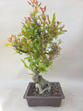 Bonsai punica granatum nejikan