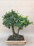 Bonsai Liguster