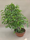 bonsai celtis