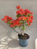 Rododendron startmateriaal