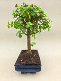 Bonsaï portulacaria