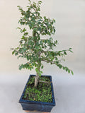 Bonsai minor