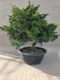 Bonsai Juniperus chinensis itoigawa