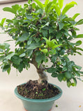 Bonsaï Malus evereste
