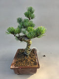 Bonsai Pinus parviflora