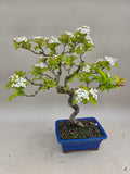 Bonsai boom japanse meidoorn