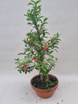 Bonsai Euonymus