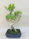 Bonsaï ficus