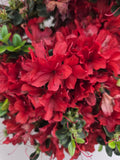 Bonsai Azalea