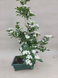 Bonsai Japanischer Weißdorn