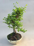 Bonsai Ulmus parvifolia seiju
