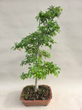 Bonsai Baum Weißdorn weiße Blüte