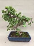 Bonsaï portulacaria