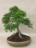 Bonsaï Ulmus Parvifolia